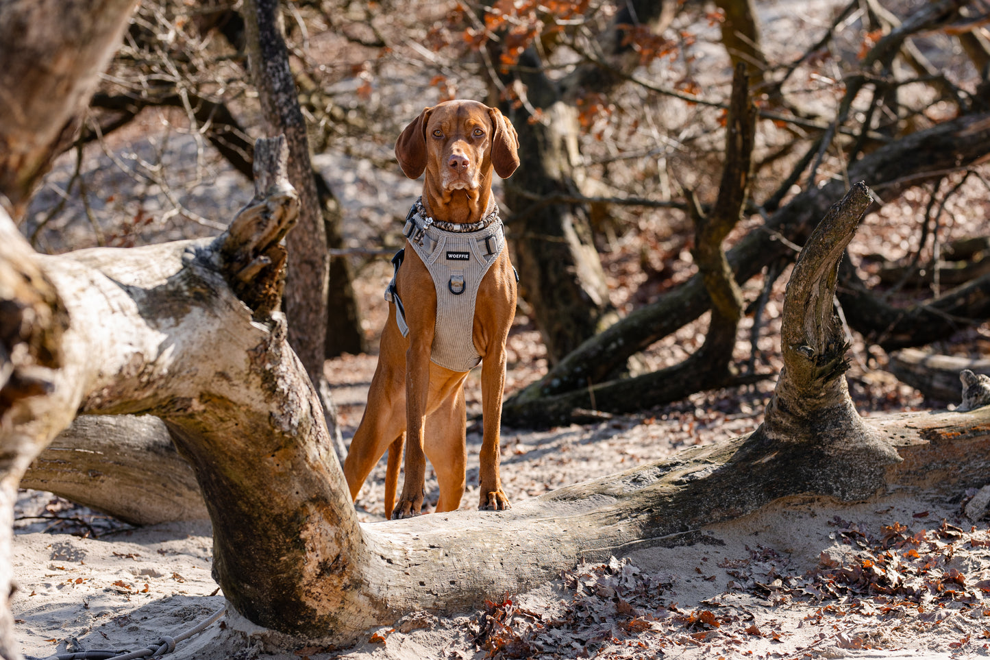 Adventure Tuig - Gentle Stone