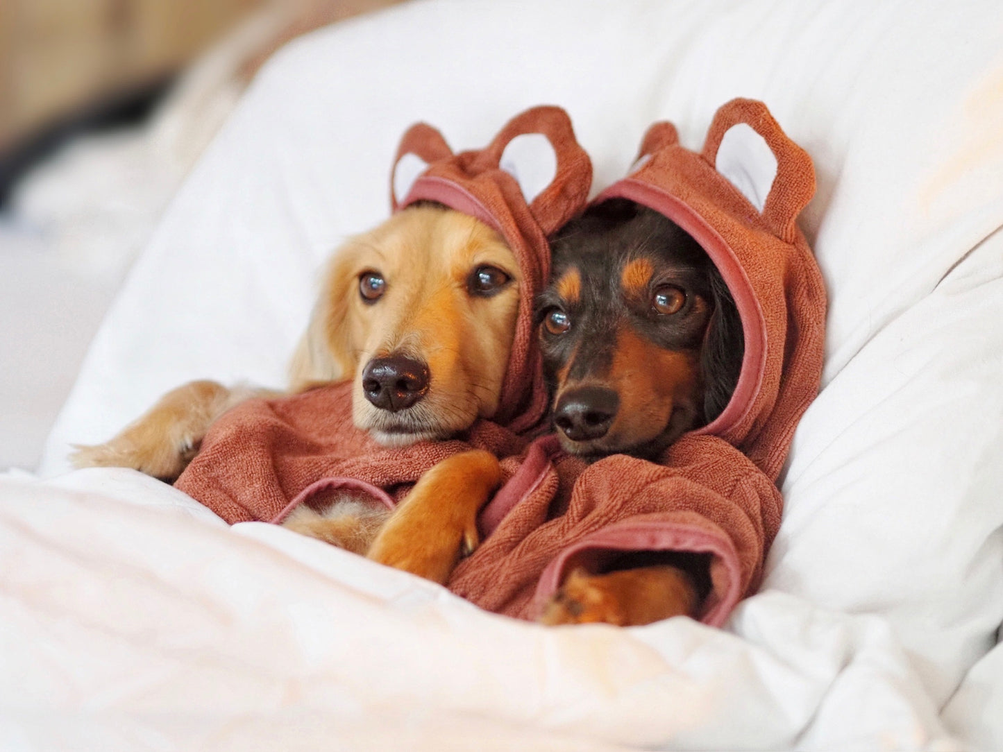 Bathrobe Teddy Bear