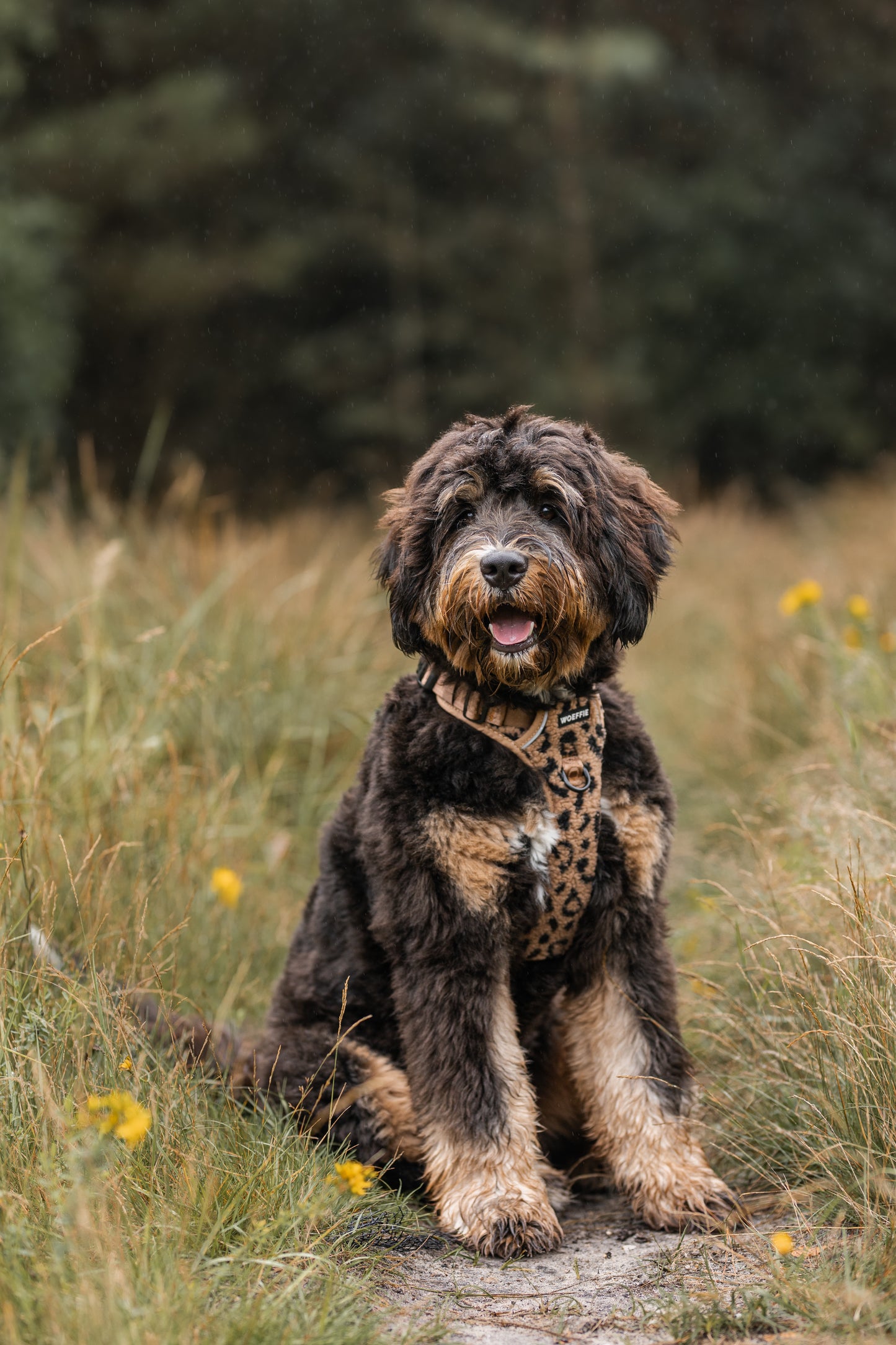 Adventure Tuig - Teddy cheetah