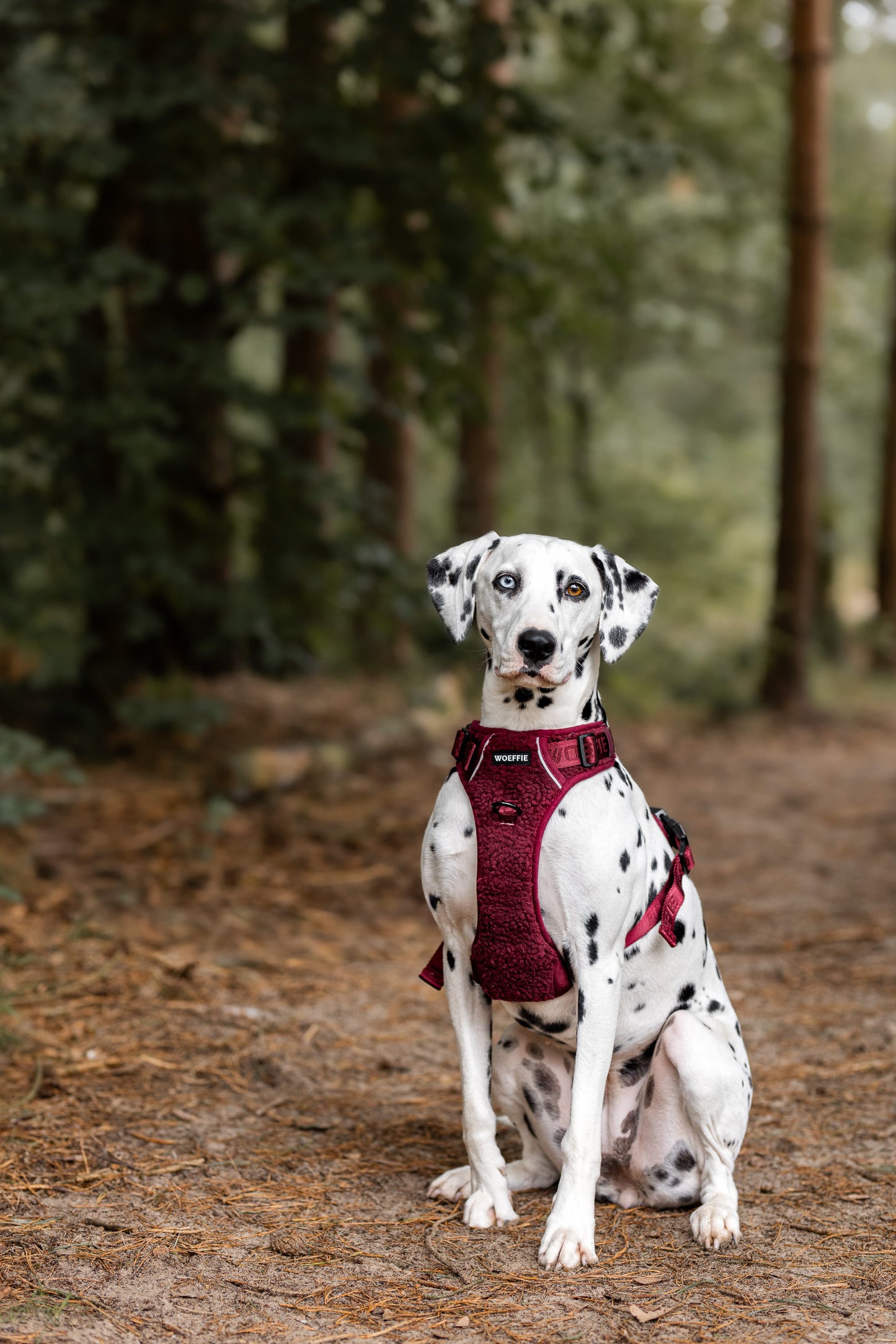 Adventure Tuig - Teddy Vino