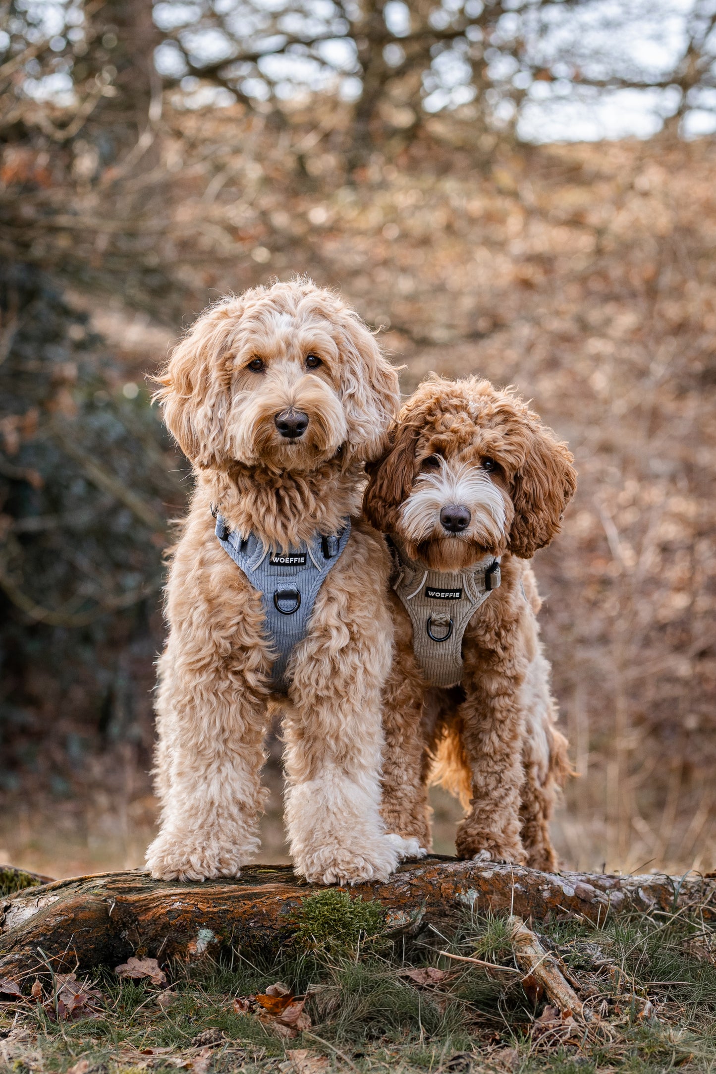 Adventure Tuig - Arctic