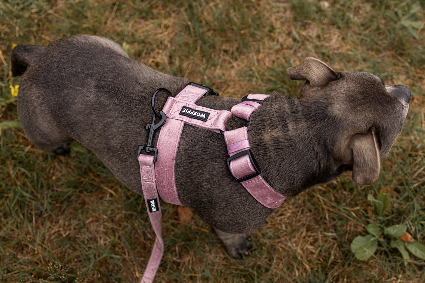 Riem - Velvet old  Pink