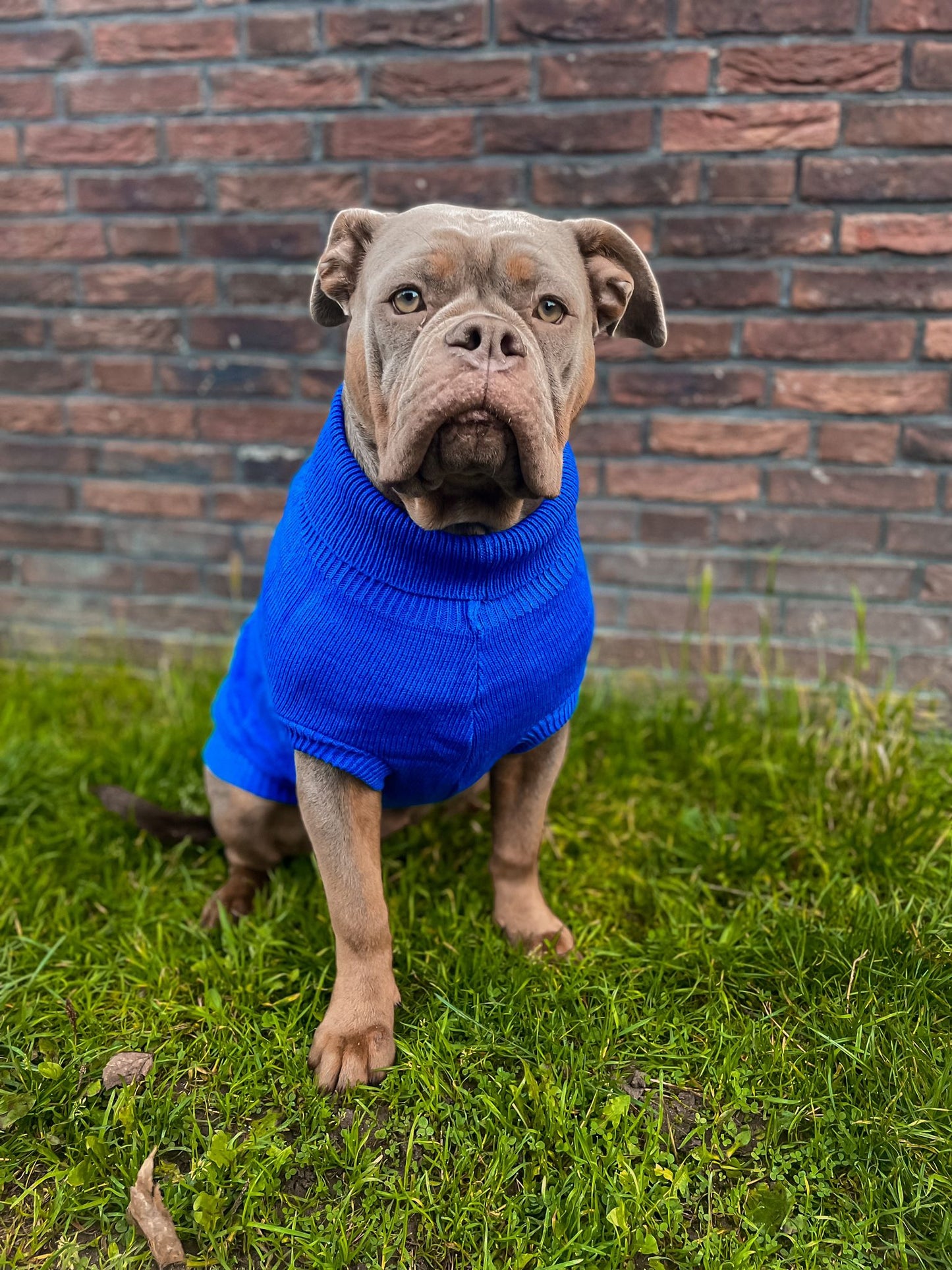 Knitted Sweater - Blue