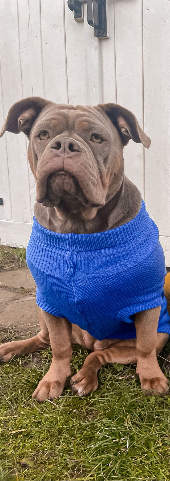 Knitted Sweater - Blue