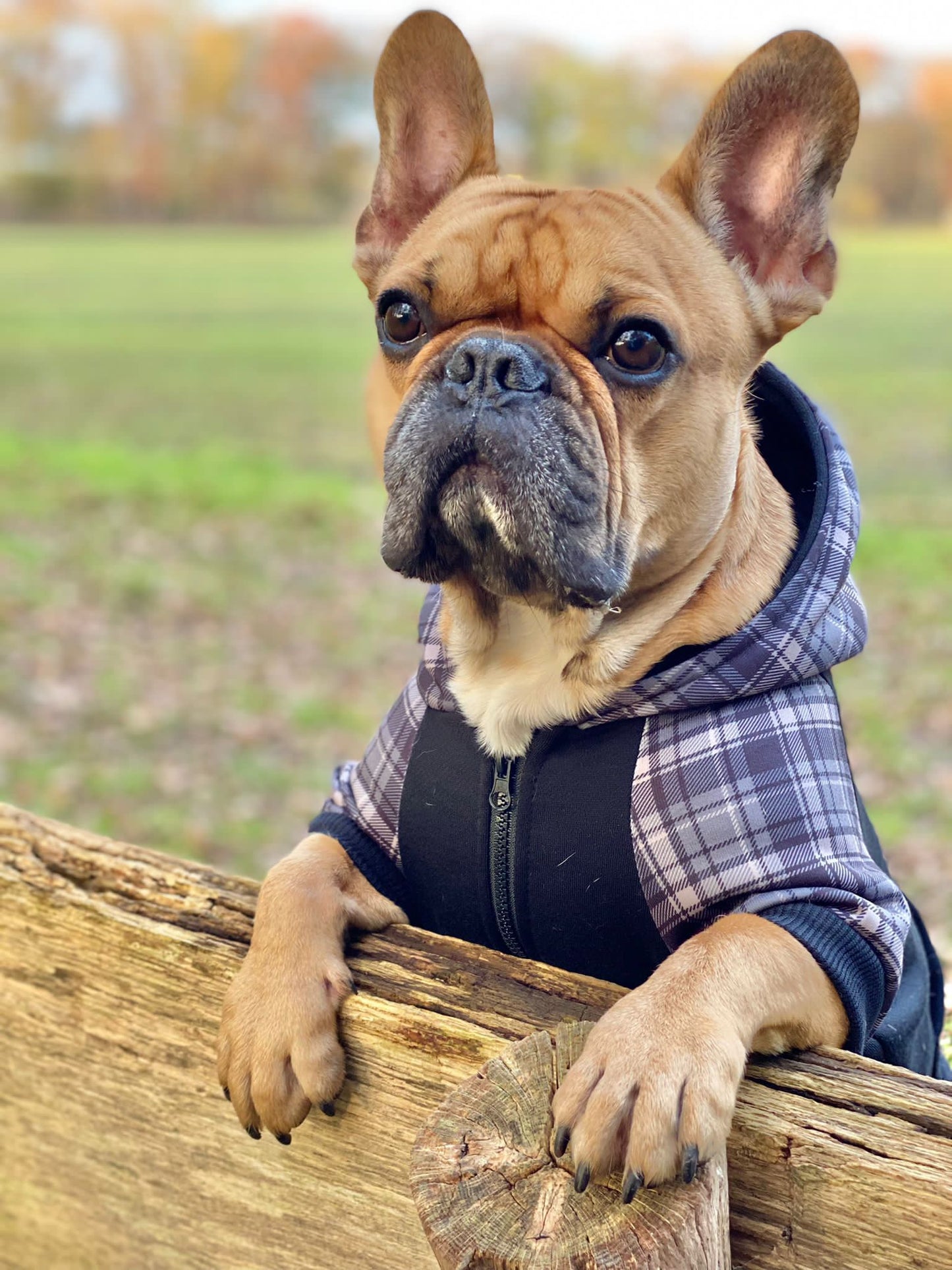 Kapuzenpullover - Schwarzer Tartan