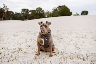 Adventure Tuig -  Cocoa Bean