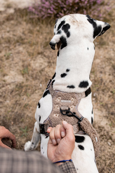 Adventure Tuig - Teddy Bear