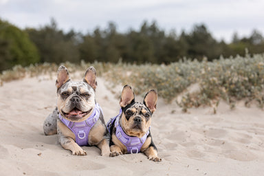 Adventure Tuig - Lavender Fields