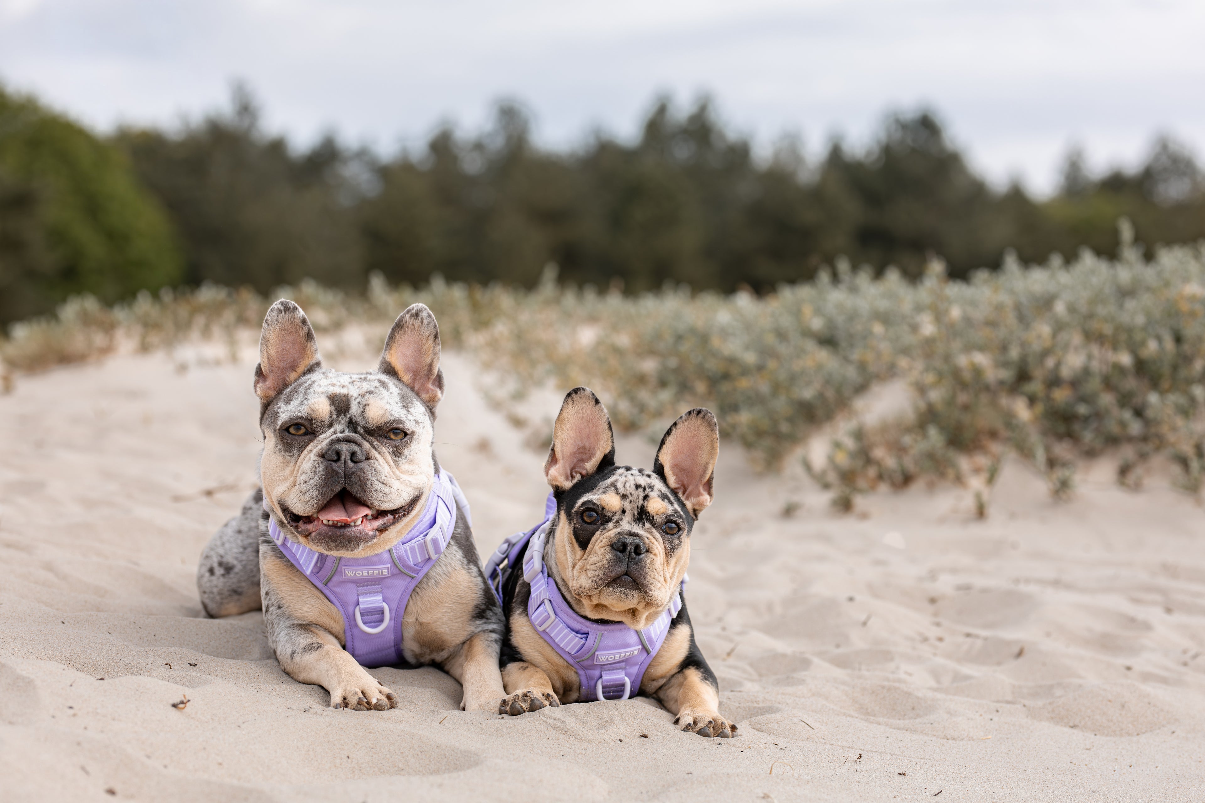 Adventure Tuig - Lavender Fields
