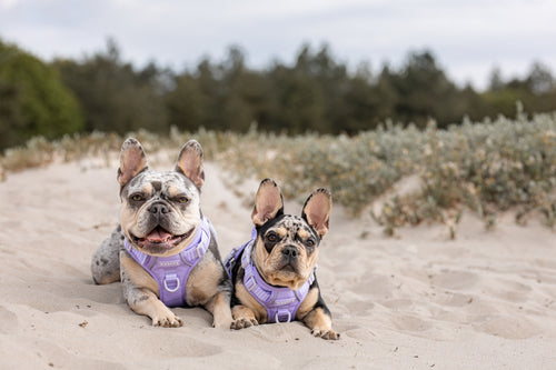Adventure Tuig - Lavender Fields
