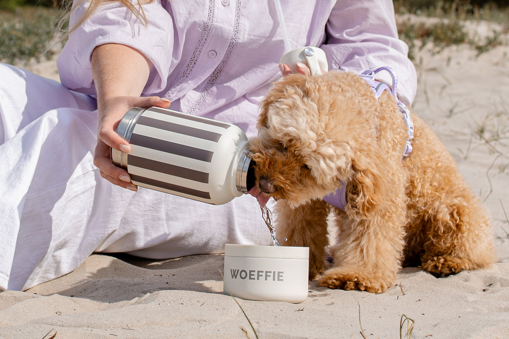 2-in-1 Thermos Waterfles beige / Bruin ( meerdere keuzes mogelijk!)