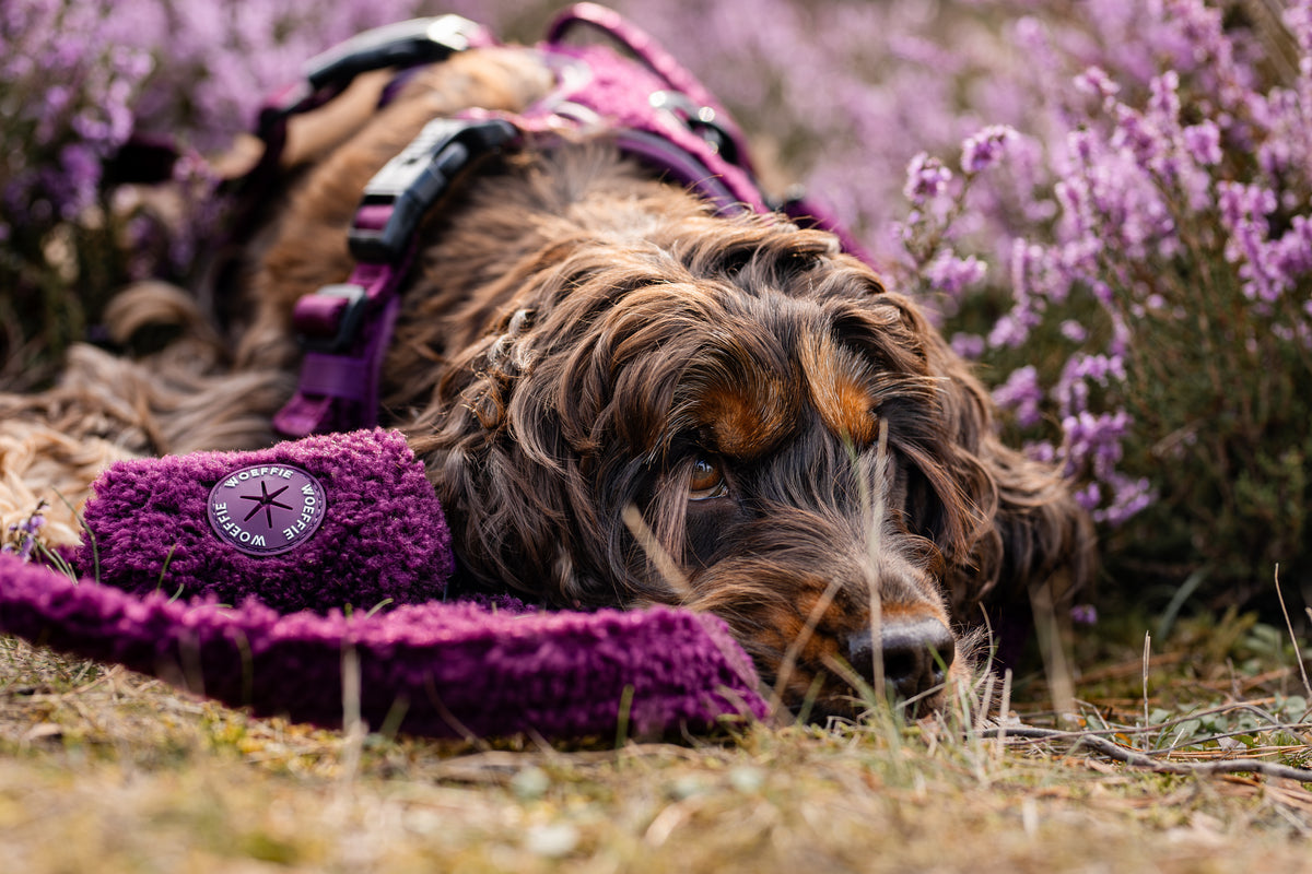 Adventure Tuig - Purple Rain