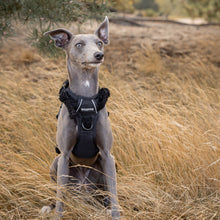 Afbeelding in Gallery-weergave laden, Adventure Tuig - Teddy Black