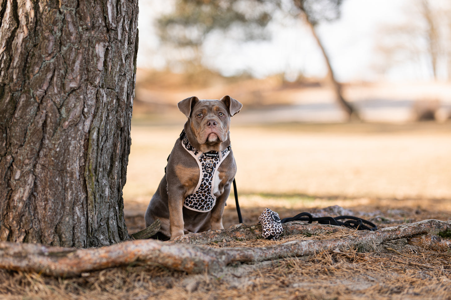 Adventure Tuig - Wild Thing