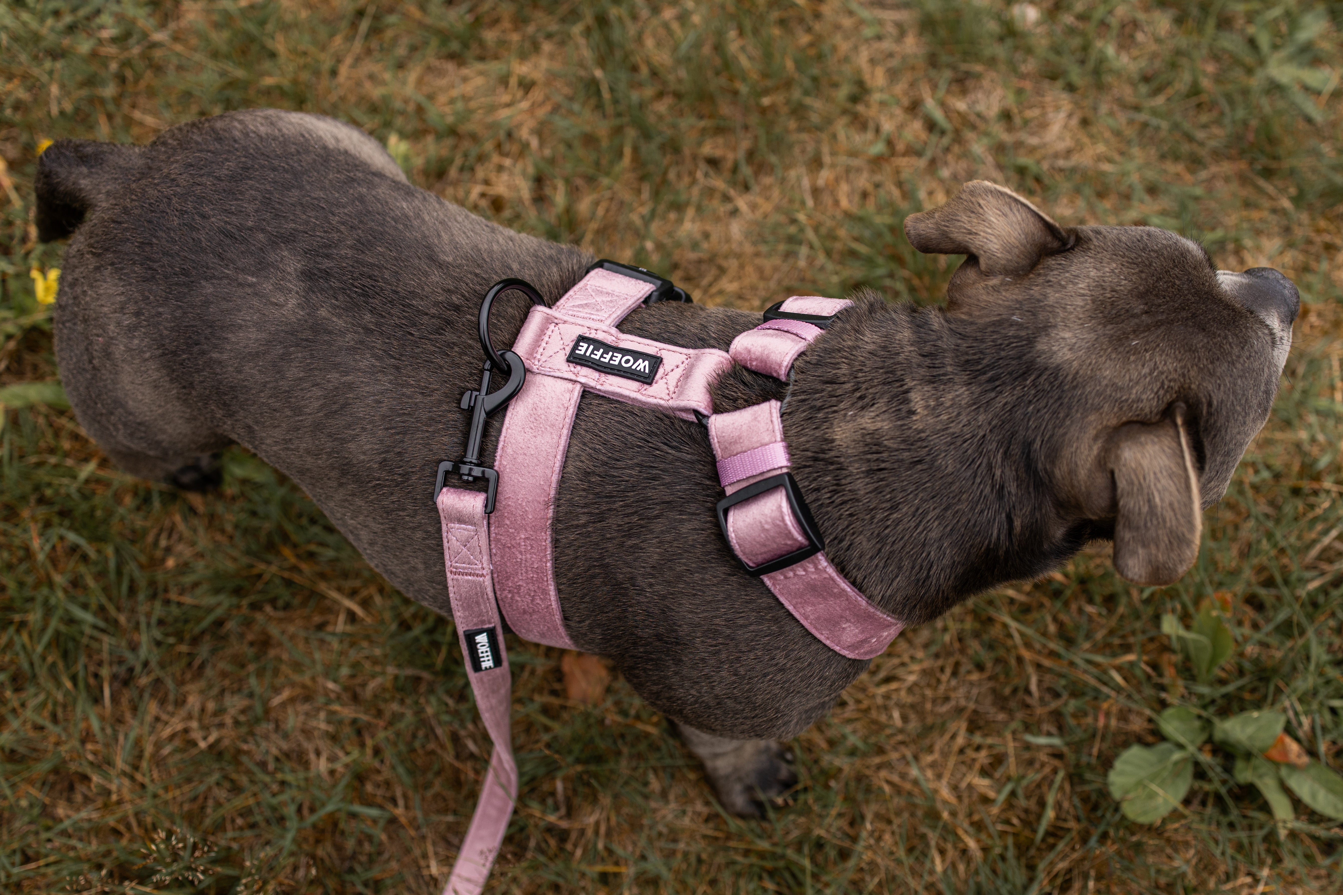 Riem - Velvet old  Pink