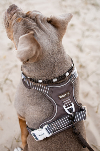Adventure Tuig -  Cocoa Bean