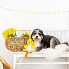 Load image into Gallery viewer, Toys - Sweet Little Chick