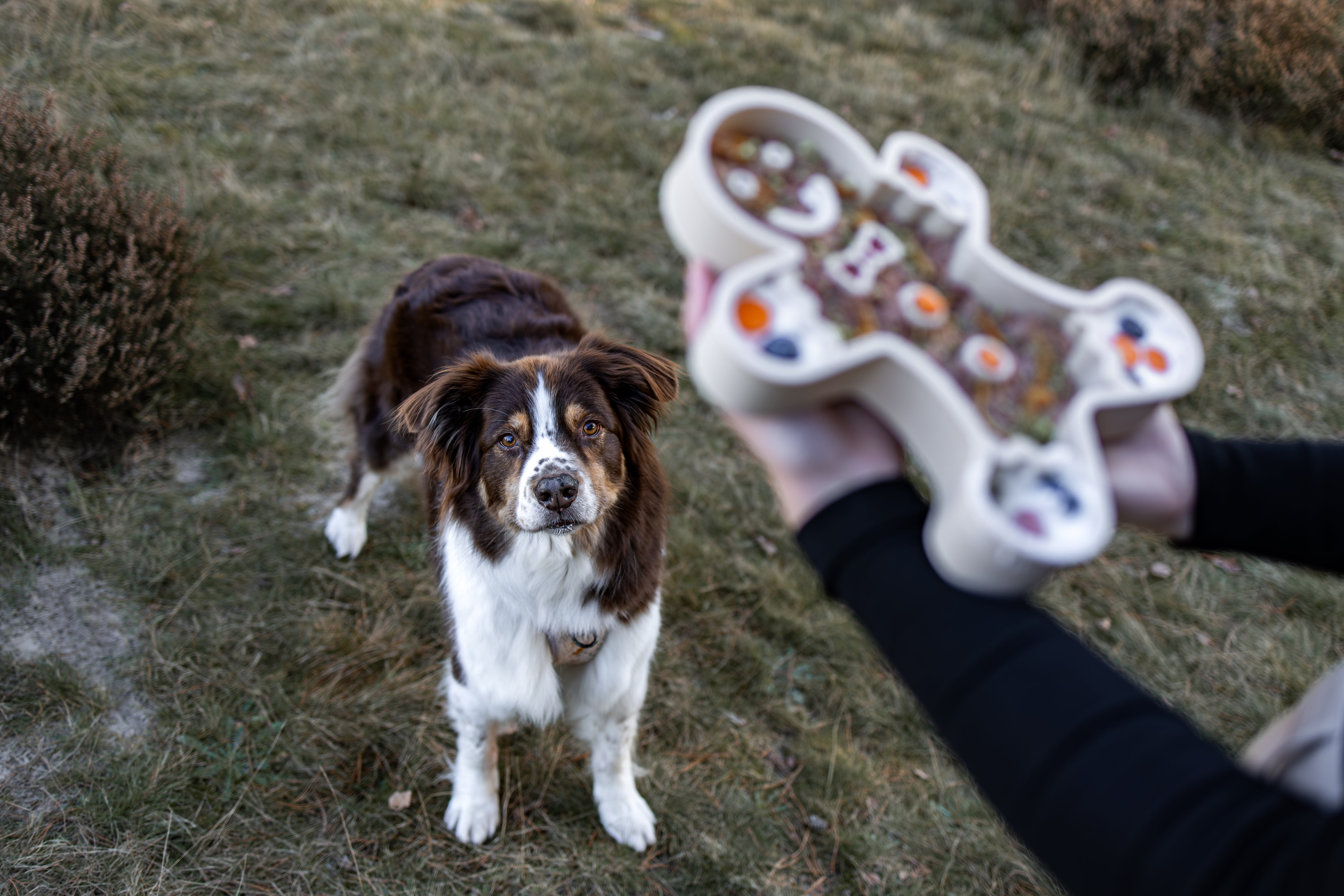 Slowfeeder - Gingerbread