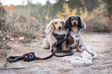 Adventure Tuig - Teddybear