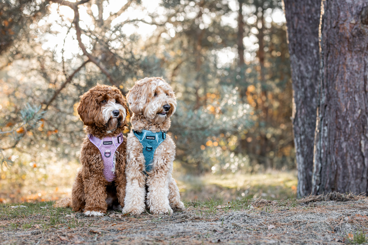 Adventure Tuig - Teddy Teal