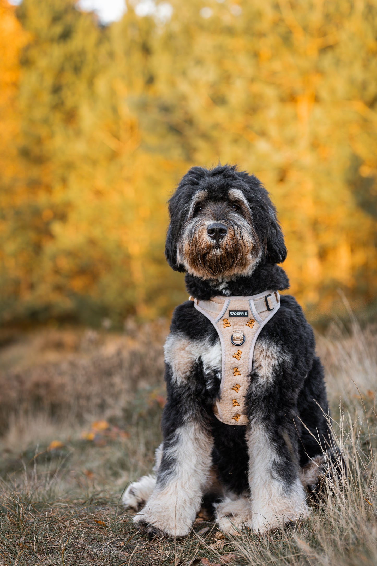 Adventure Tuig - Teddybear