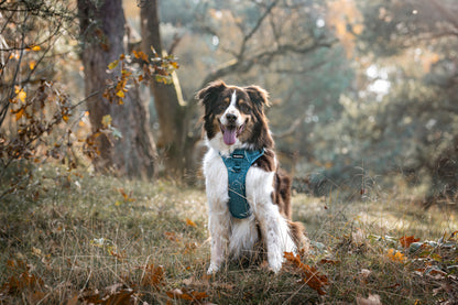 Adventure Tuig - Teddy Teal