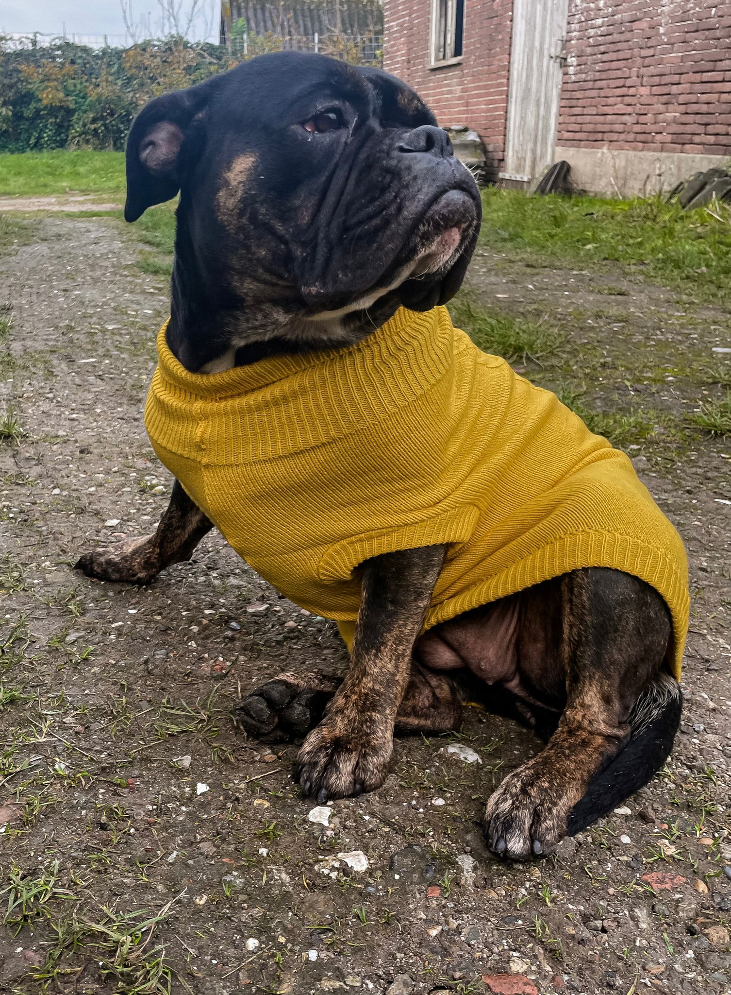 Strickpullover - Senf